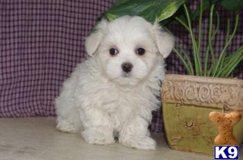 Reece - Maltese Male